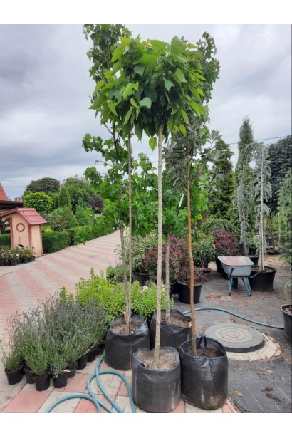 Катальпа кулеподібна Нана